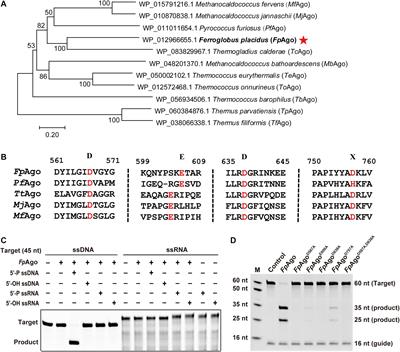 A Hyperthermophilic Argonaute From Ferroglobus placidus With Specificity on Guide Binding Pattern